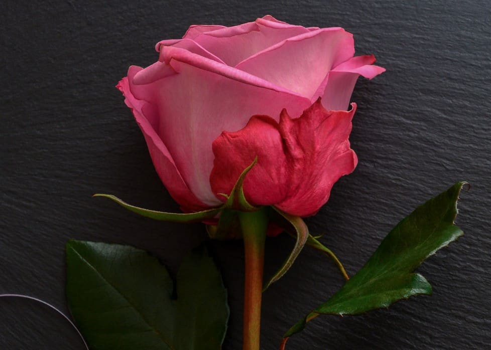 The Smooth Prince hybrid tea rose is a disease-resistant variety.