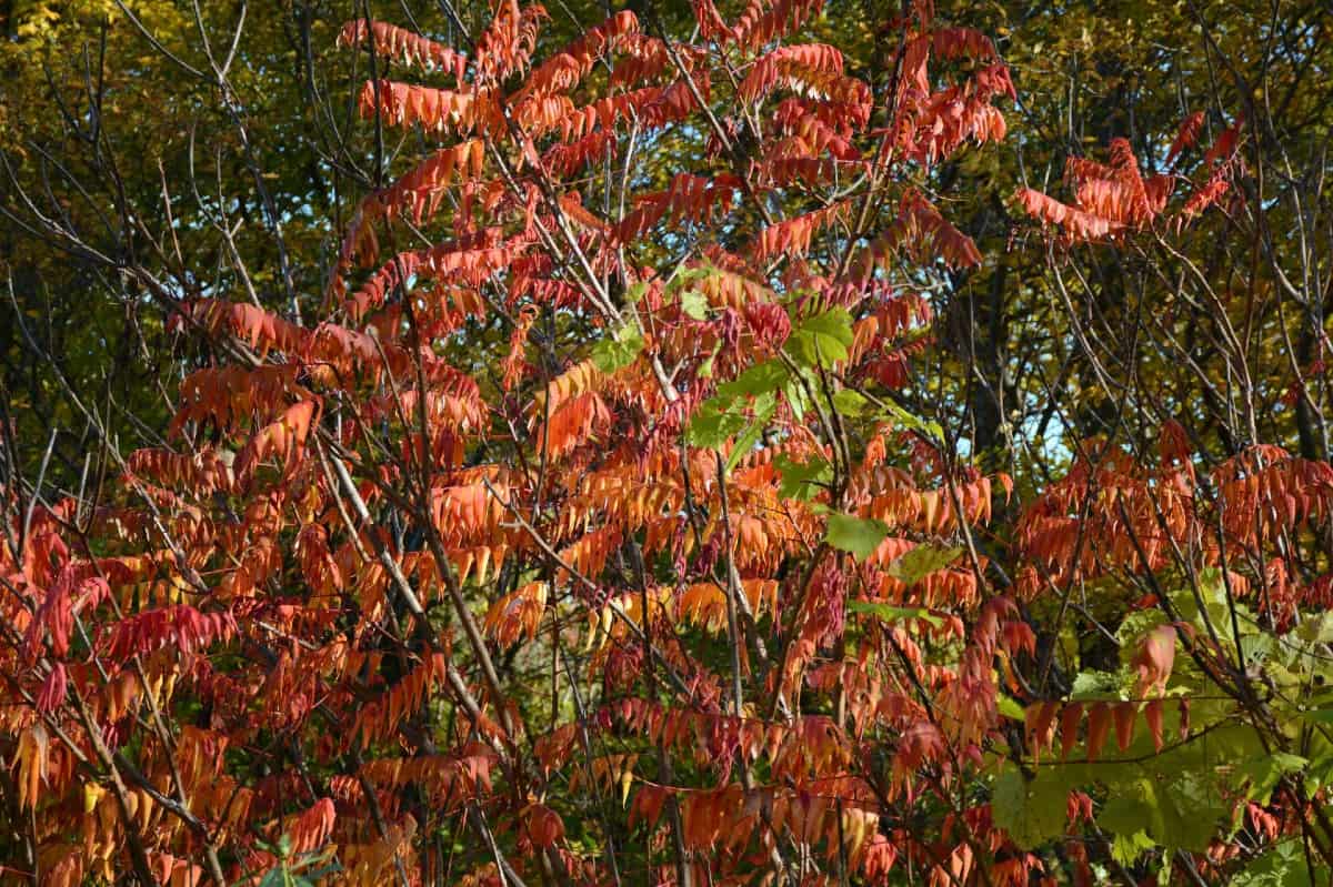 Smooth sumac attracts all kinds of wildlife.