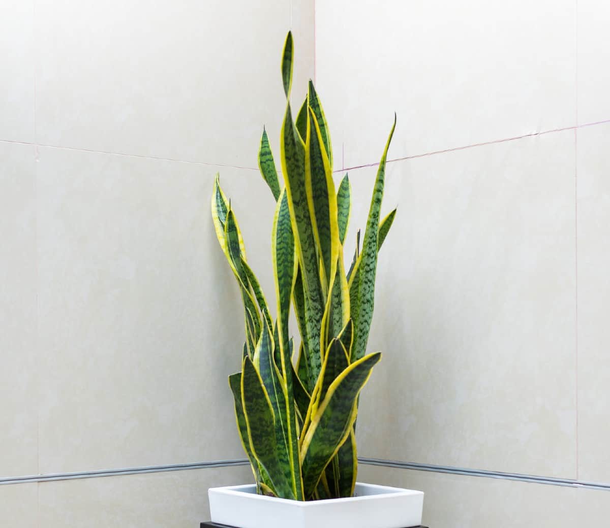 The snake plant absorbs toxins from indoor air.