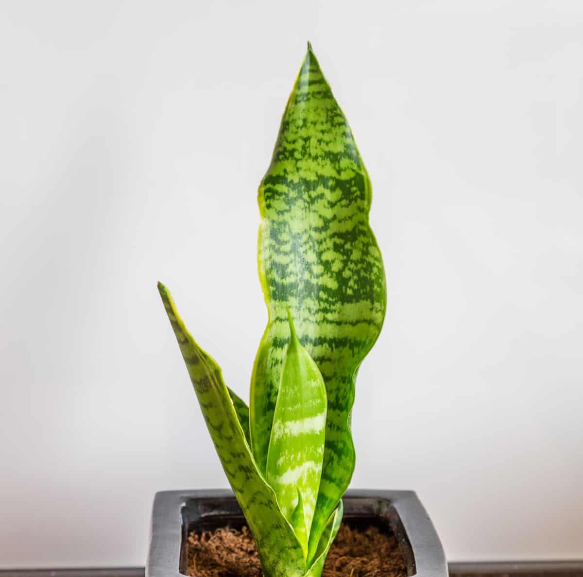 The snake plant is also called mother-in-law's tongue.