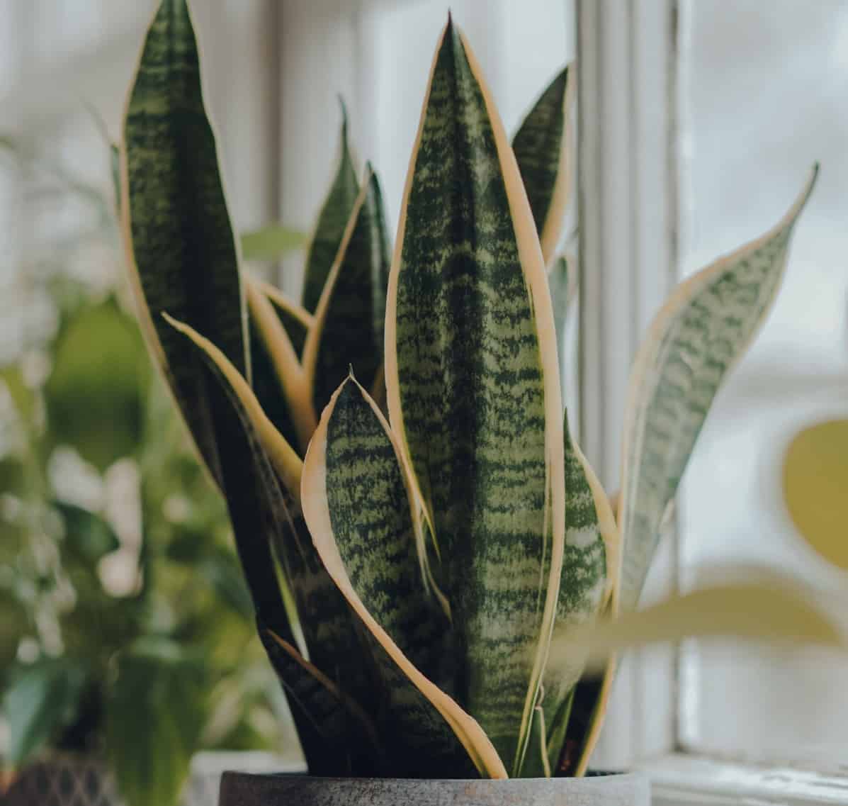 Snake plants have striking leaves but no branches.