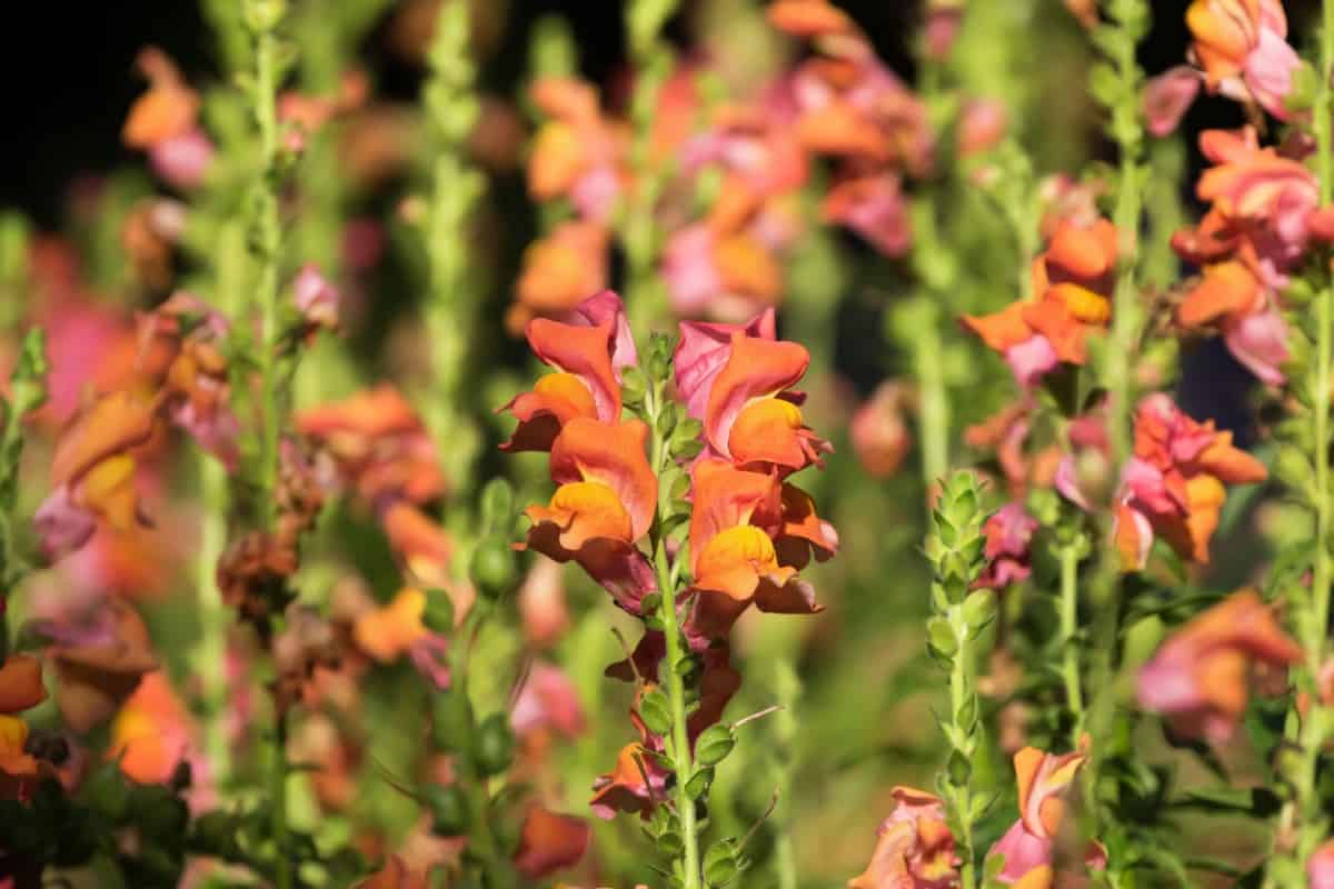 Pinch the snapdragon's petals to make them pop.