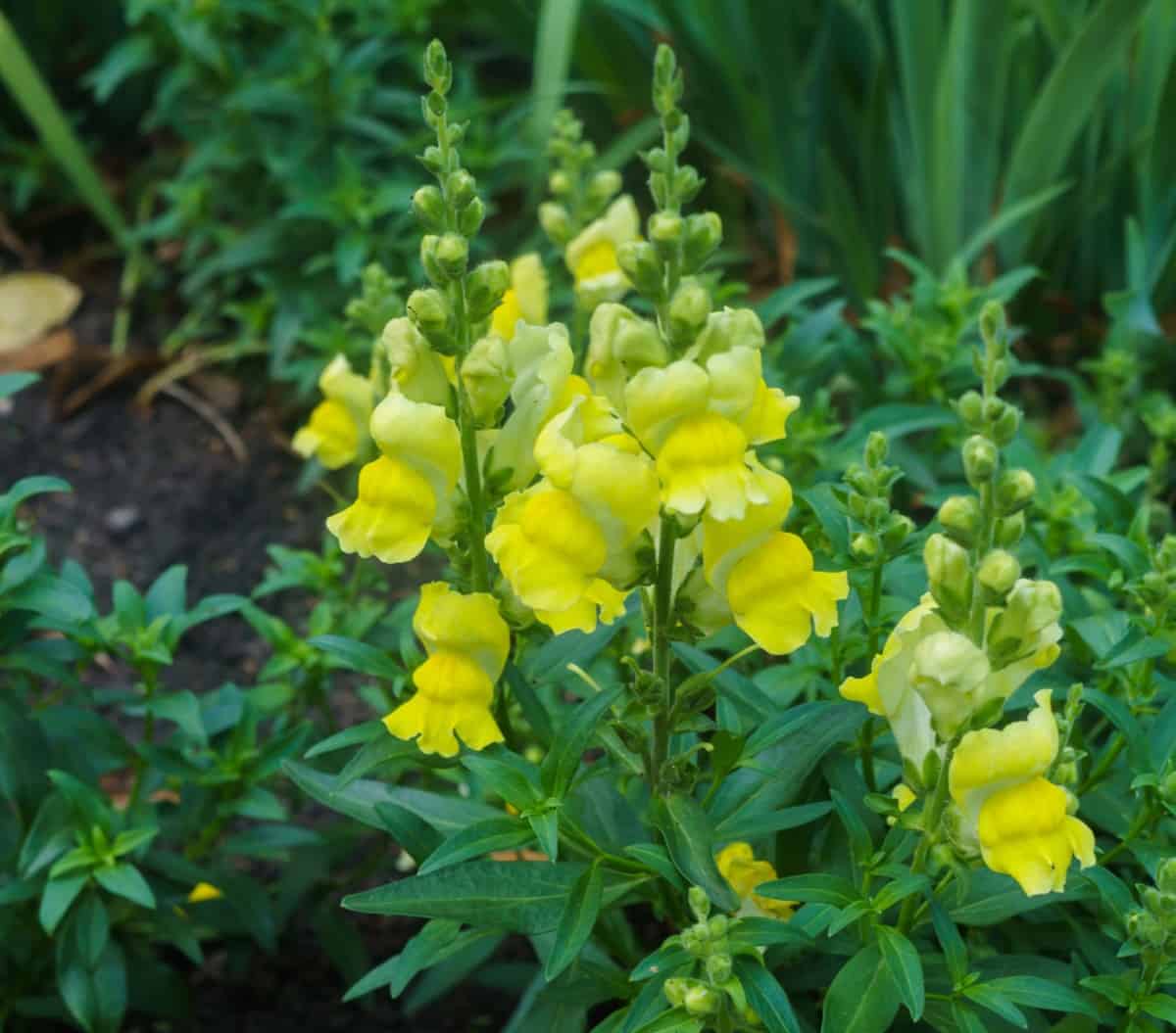 Snapdragons are low-maintenance flowers.