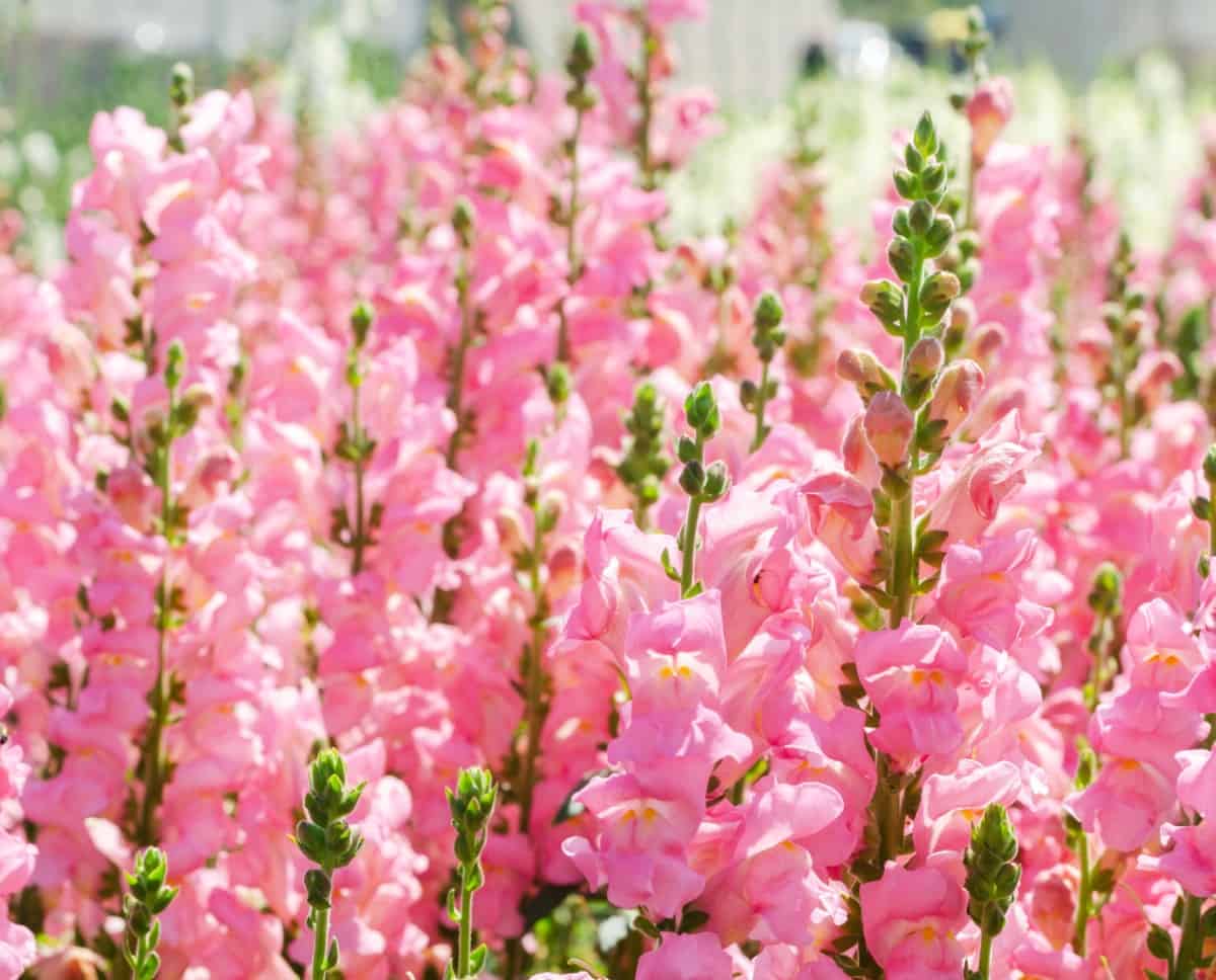 Snapdragons are tall, pretty flowers that come in many shades.