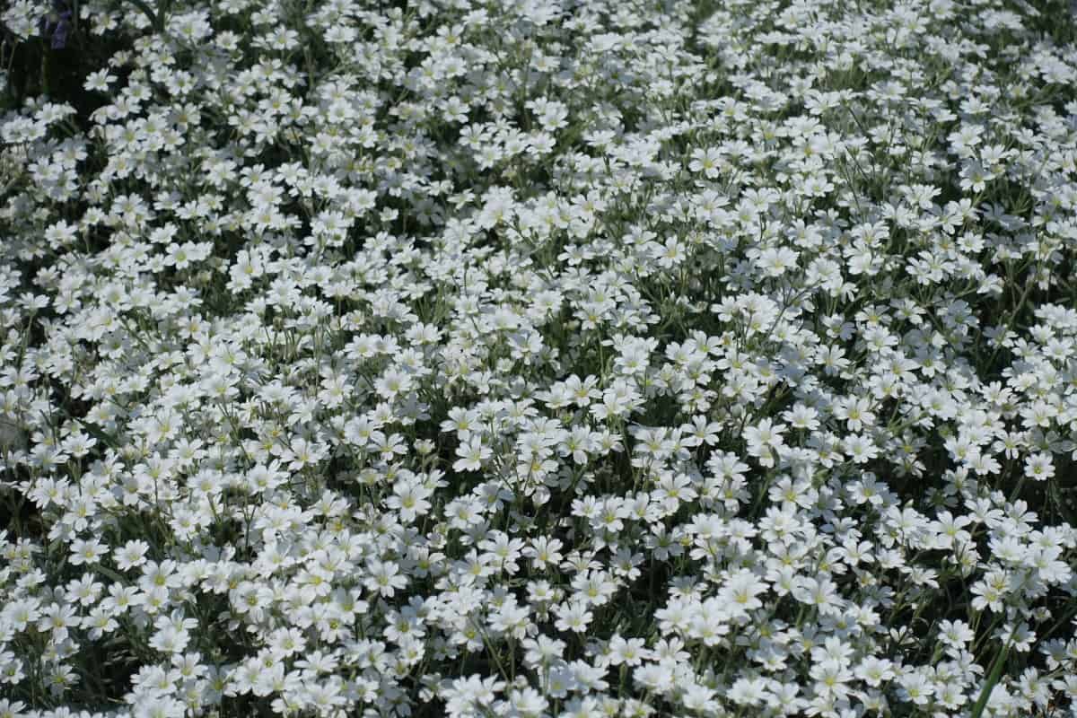 Snow-in-summer offers a beautiful white carpet of flowers.