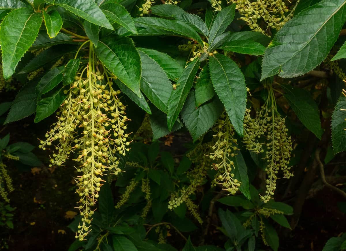 The flowers of the sourwood tree look like lily-of-the-valley.