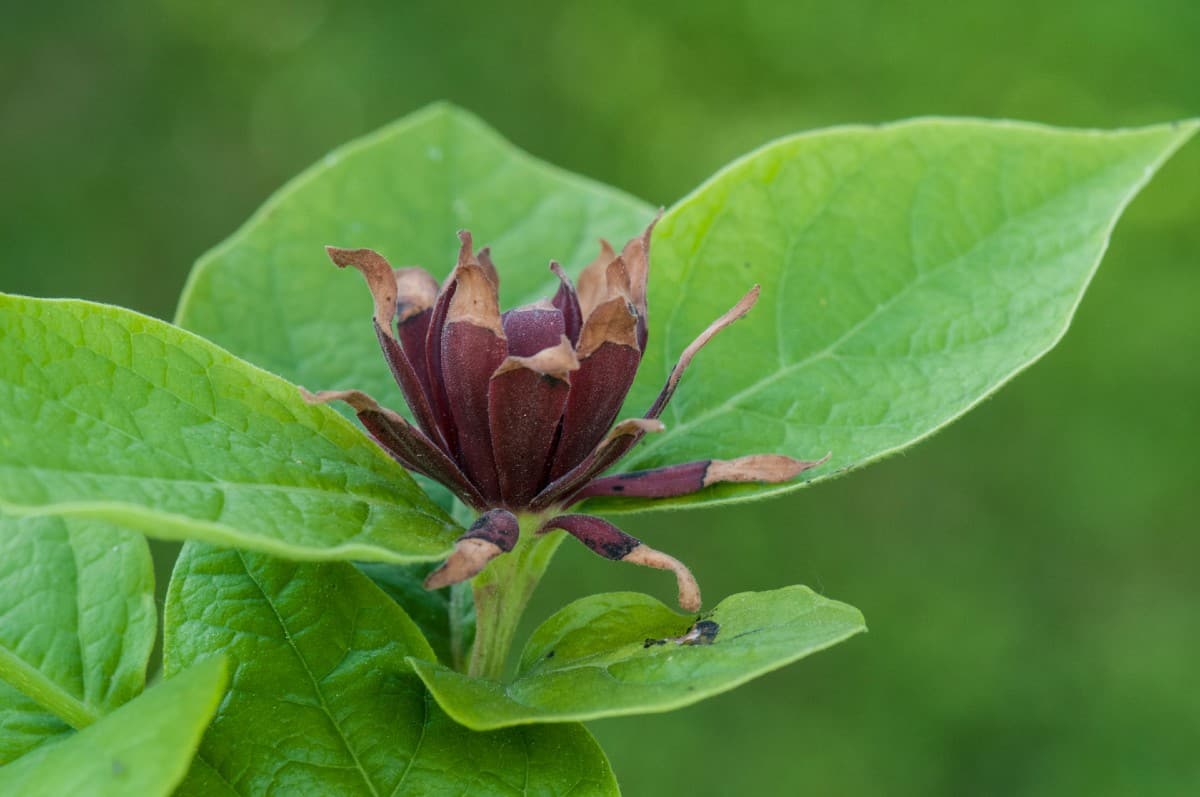 The spicebush is a bird and butterfly favorite.