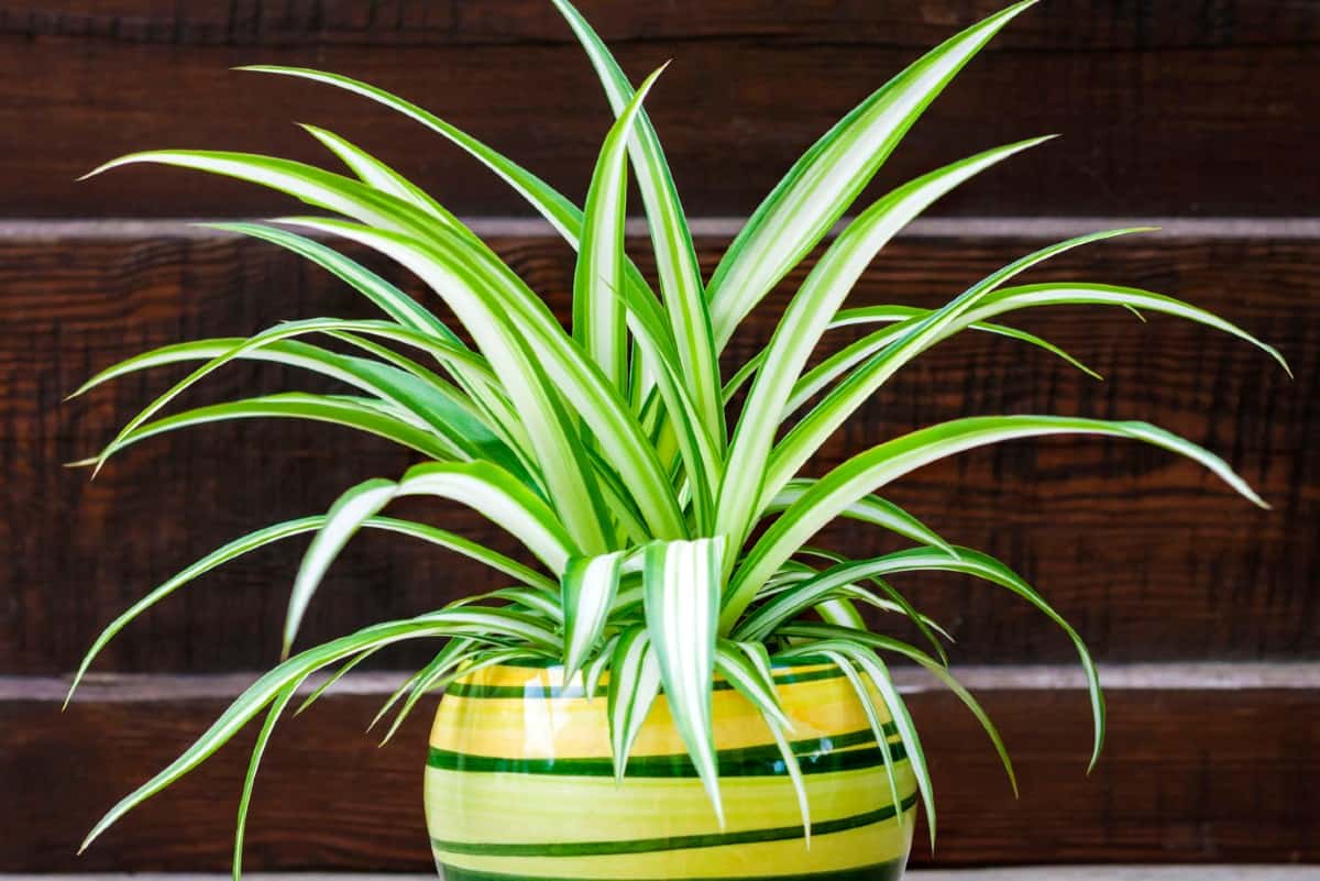 Spider plants are easy to propagate.