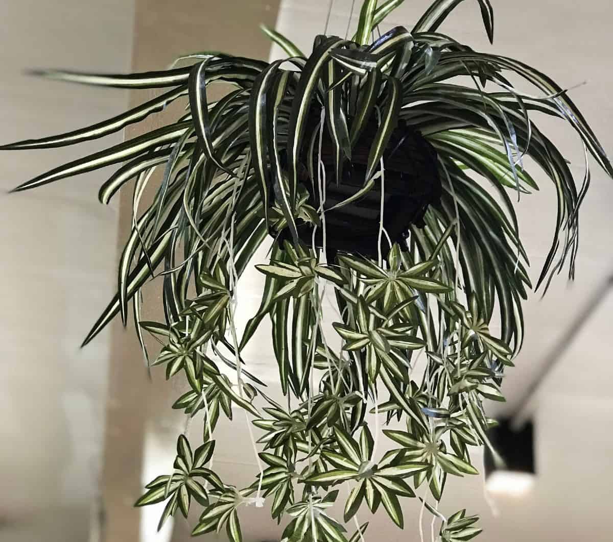 Spider plants are perfect for hanging baskets anywhere in the home.