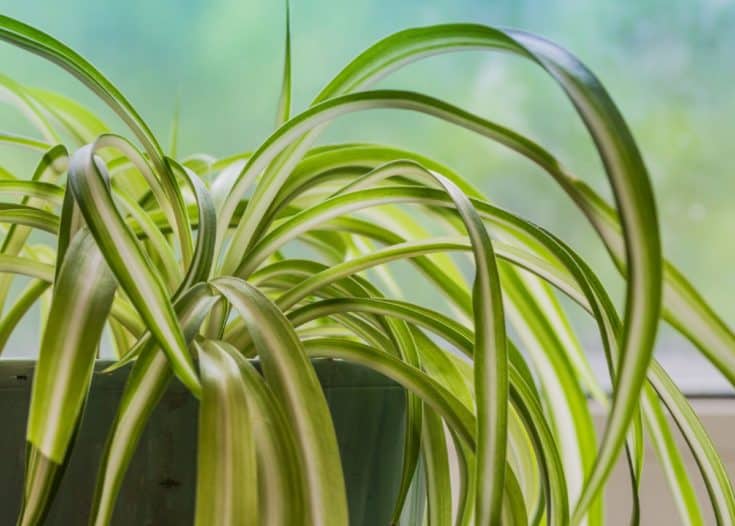17+ Houseplants that Don't Need Much Light