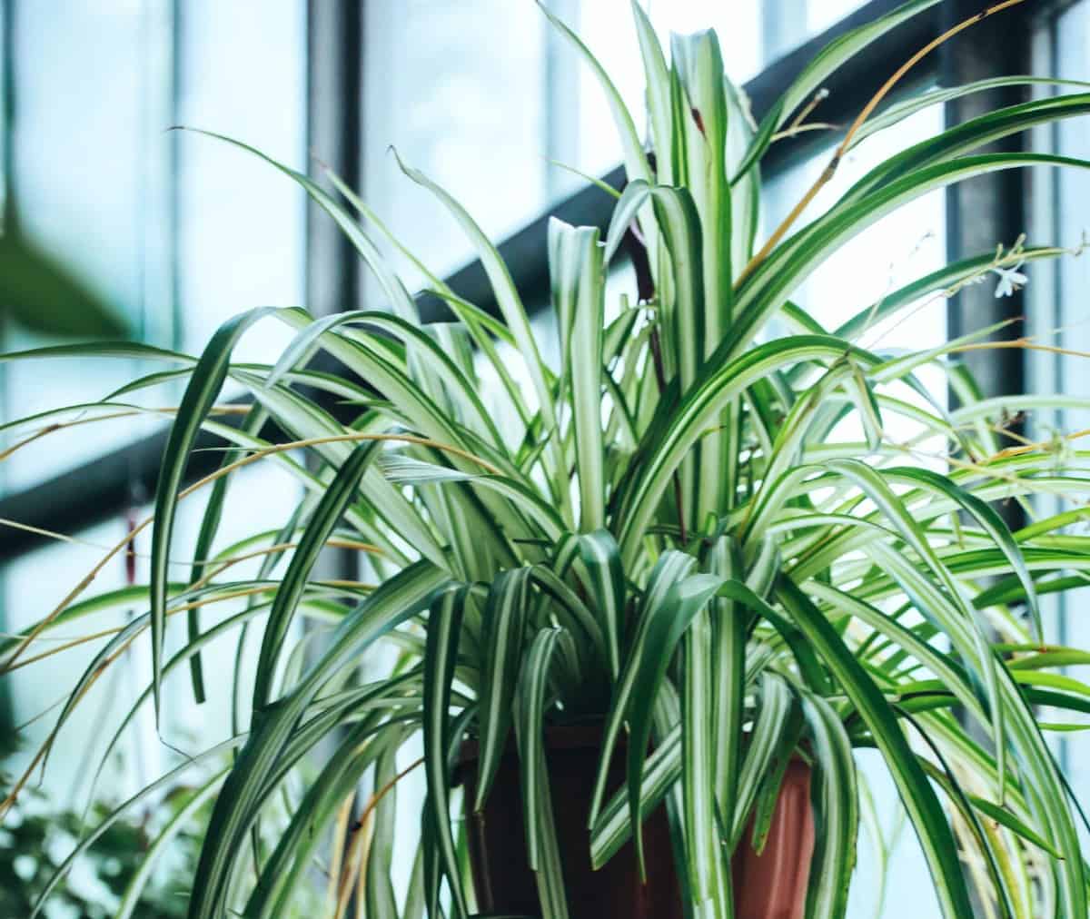 Because of the spider plant's arching habit, it makes the perfect hanging plant.