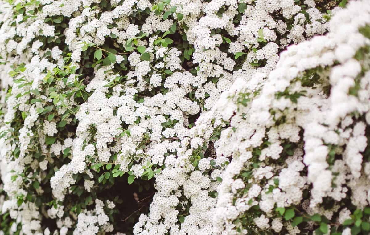 Spirea has either pink or white flowers.