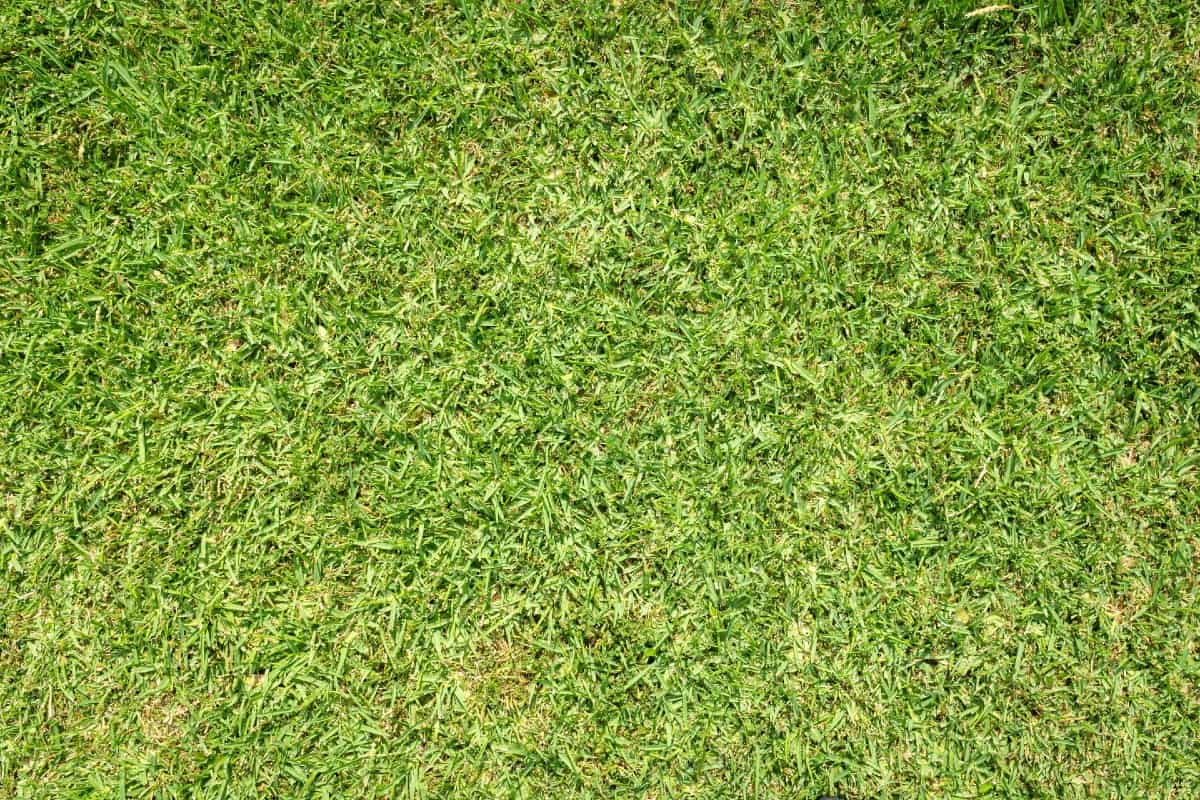 The deep root system of St. Augustine grass helps it survive in desert conditions.