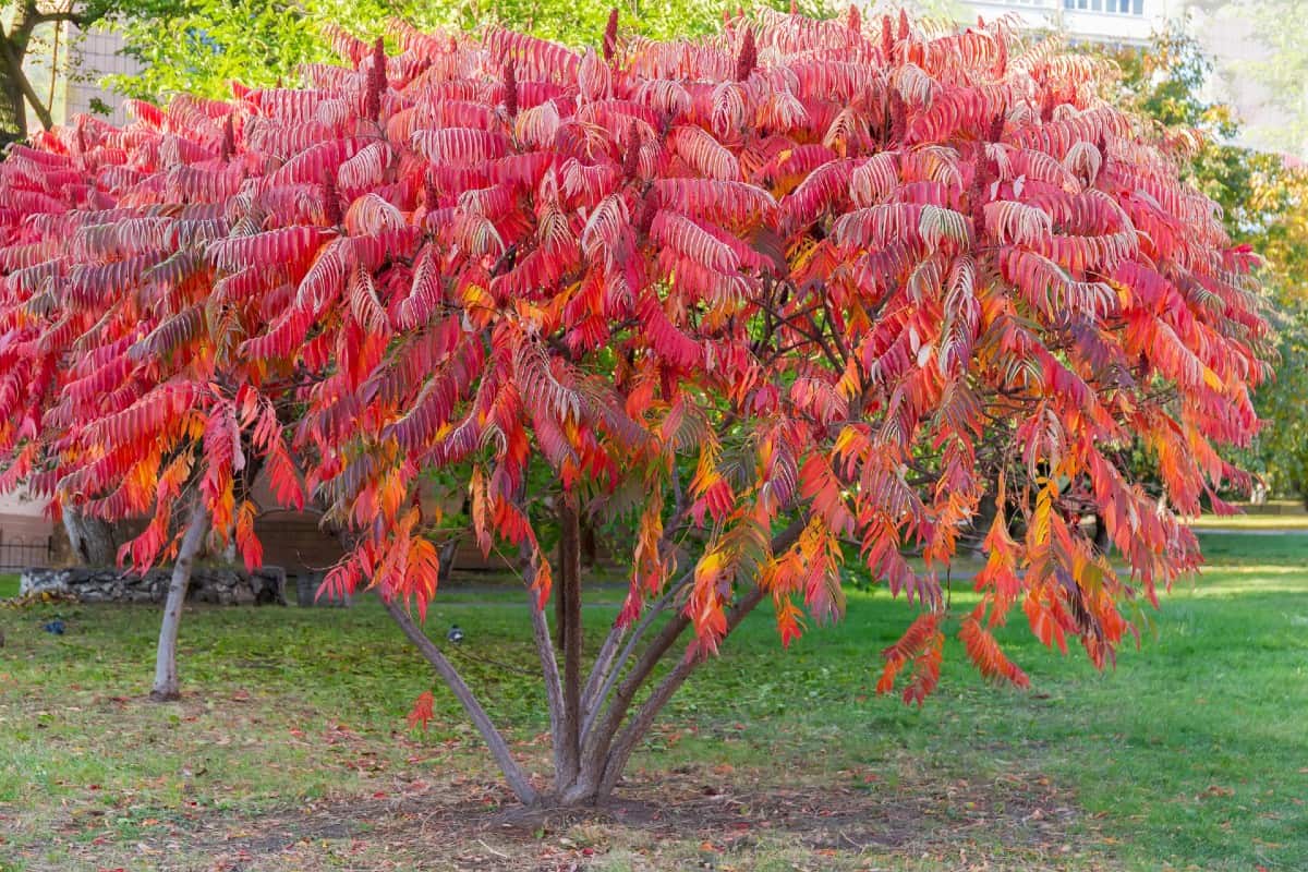 The staghorn sumac offers brilliant fall foliage.