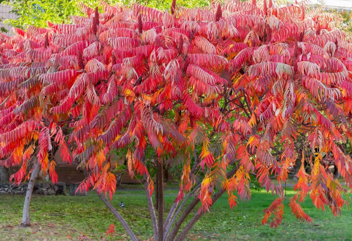 Red admiral butterflies prefer the staghorn sumac tree.