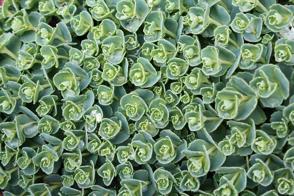 Stonecrop is a popular ground cover plant.