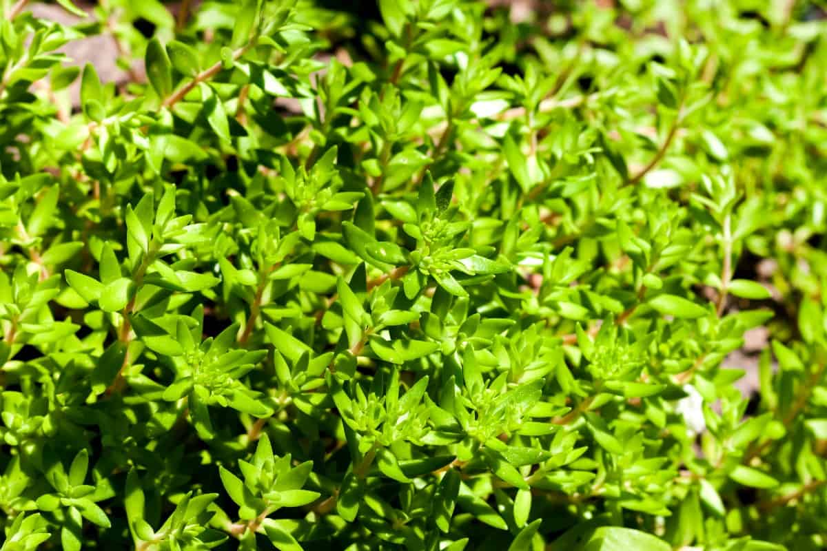 Stringy stonecrop is an invader that loves drought and poor soil.