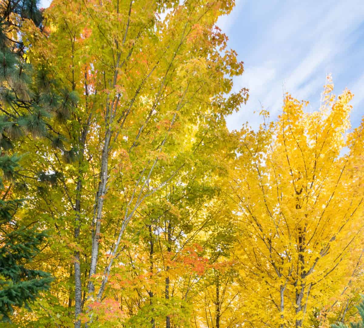 The sugar maple is probably the most popular tree for spectacular fall foliage.