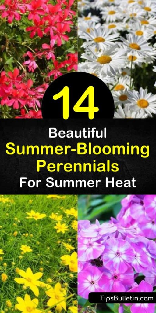 Combine daylilies, phlox, coreopsis, black-eyed Susan, and other flowers around your garden in the late spring. By early summer, blue, pink, and yellow flowers will fill your garden with pizzazz and sweet aromas until late summer. #summer #blooming #perennials