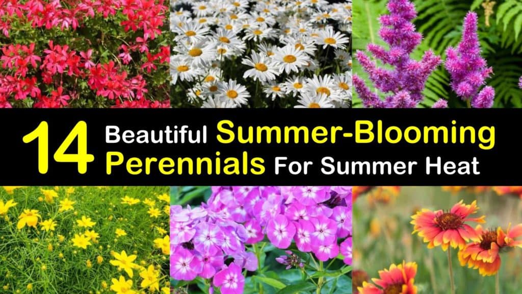Summer Blooming Perennials titleimg1
