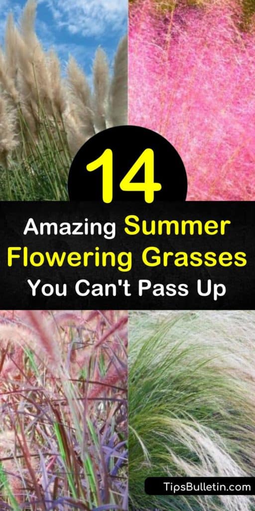 Create a backdrop or focal point in the yard by planting summer flowering grasses. Grow drought tolerant grasses such as fountain grass, feather reed grass, maiden grass, and Japanese forest grass for showy foliage and seed heads. #summerfloweringgrasses #ornamentalgrasses #flowering #grass