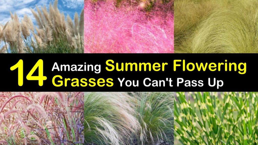 Summer Flowering Grasses titleimg1
