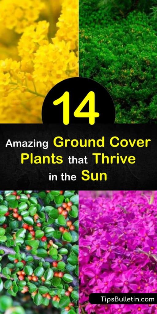 Find the perfect ground cover that thrives in the sun. Try the hardy succulent sedum for pink flowers, or enjoy the fragrance of thymus. Creeping phlox, with lovely purple flowers, and snow-in-summer, with early summer white flowers, are other excellent options. #groundcover #plants #sunloving