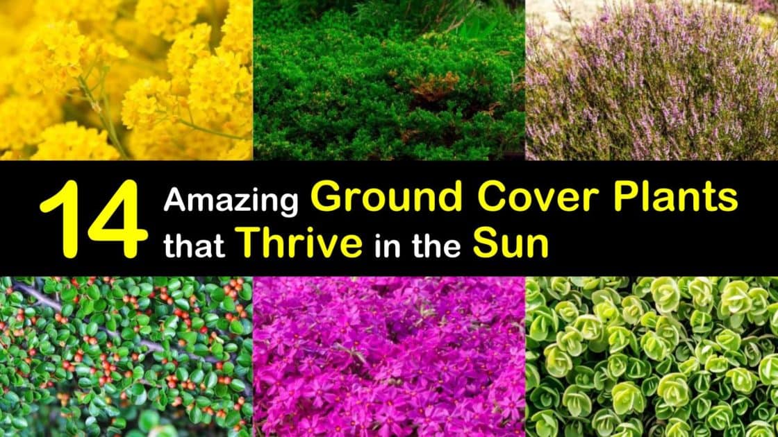 14 Amazing Ground Cover Plants That, Sun Loving Ground Cover