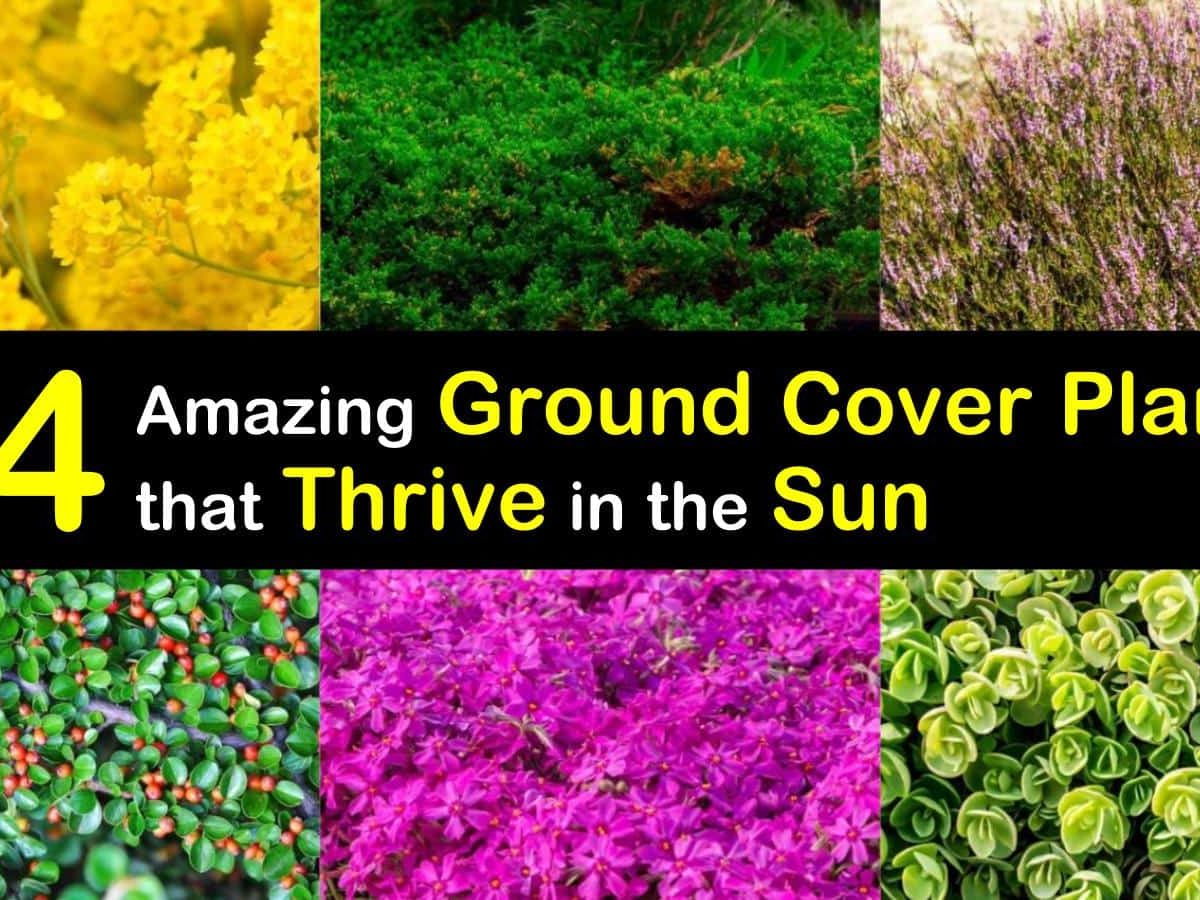 Is Creeping Thyme Toxic To Dogs