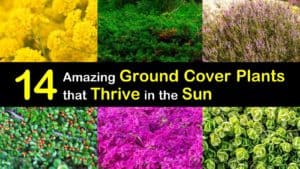 Sun Loving Ground Cover Plants titleimg1