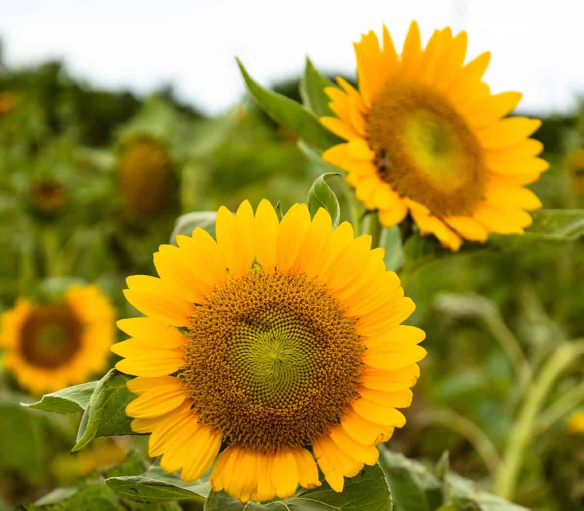 The majestic sunflower commands attention wherever you plant it.