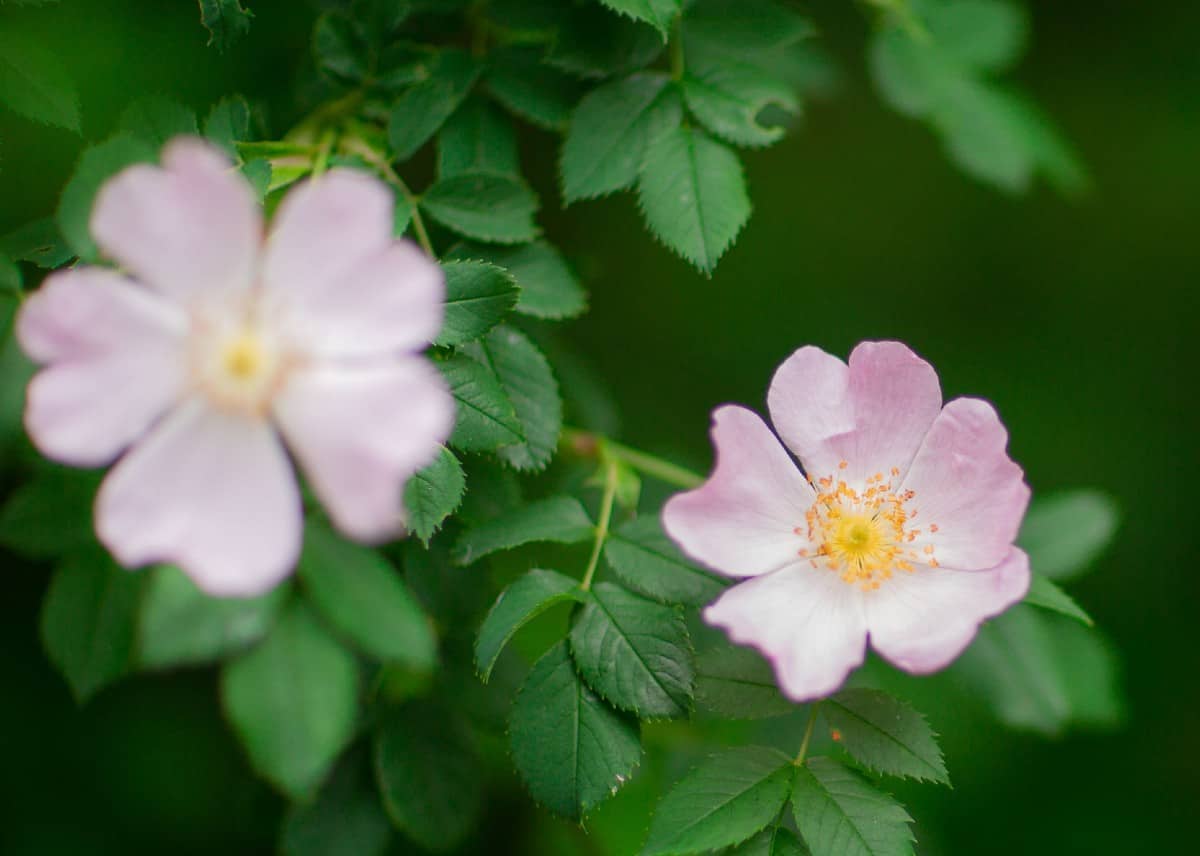 The swamp rose has no thorns and is disease-resistant.