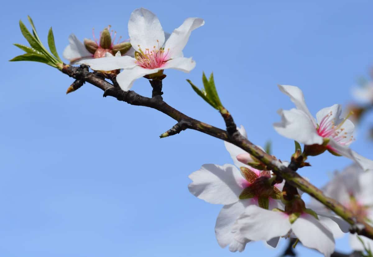 Sweet almond trees have a fragrance of honey.