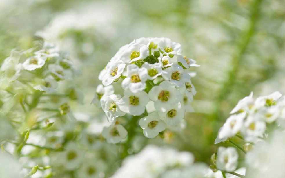 Sweet alyssum is a low-growing flower with a pleasant fragrance.