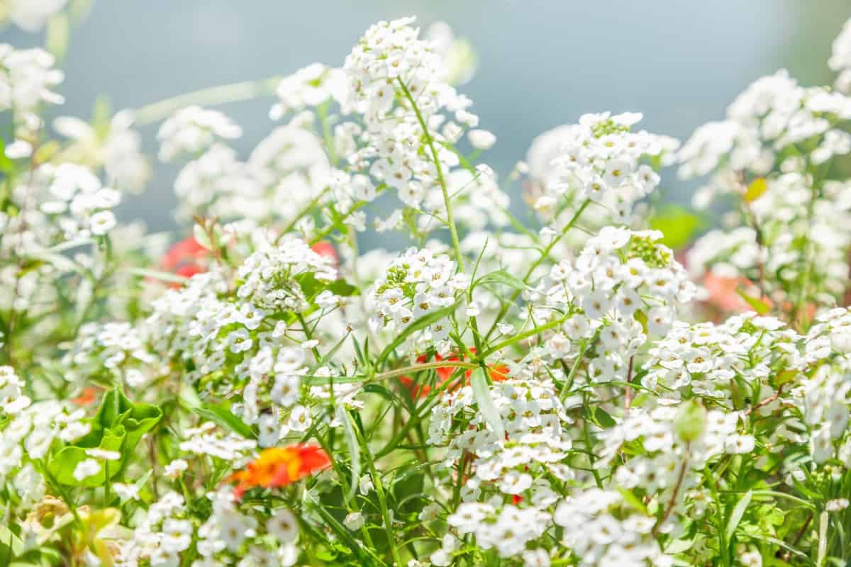 For fragrant annuals you can't do better than sweet alyssum.