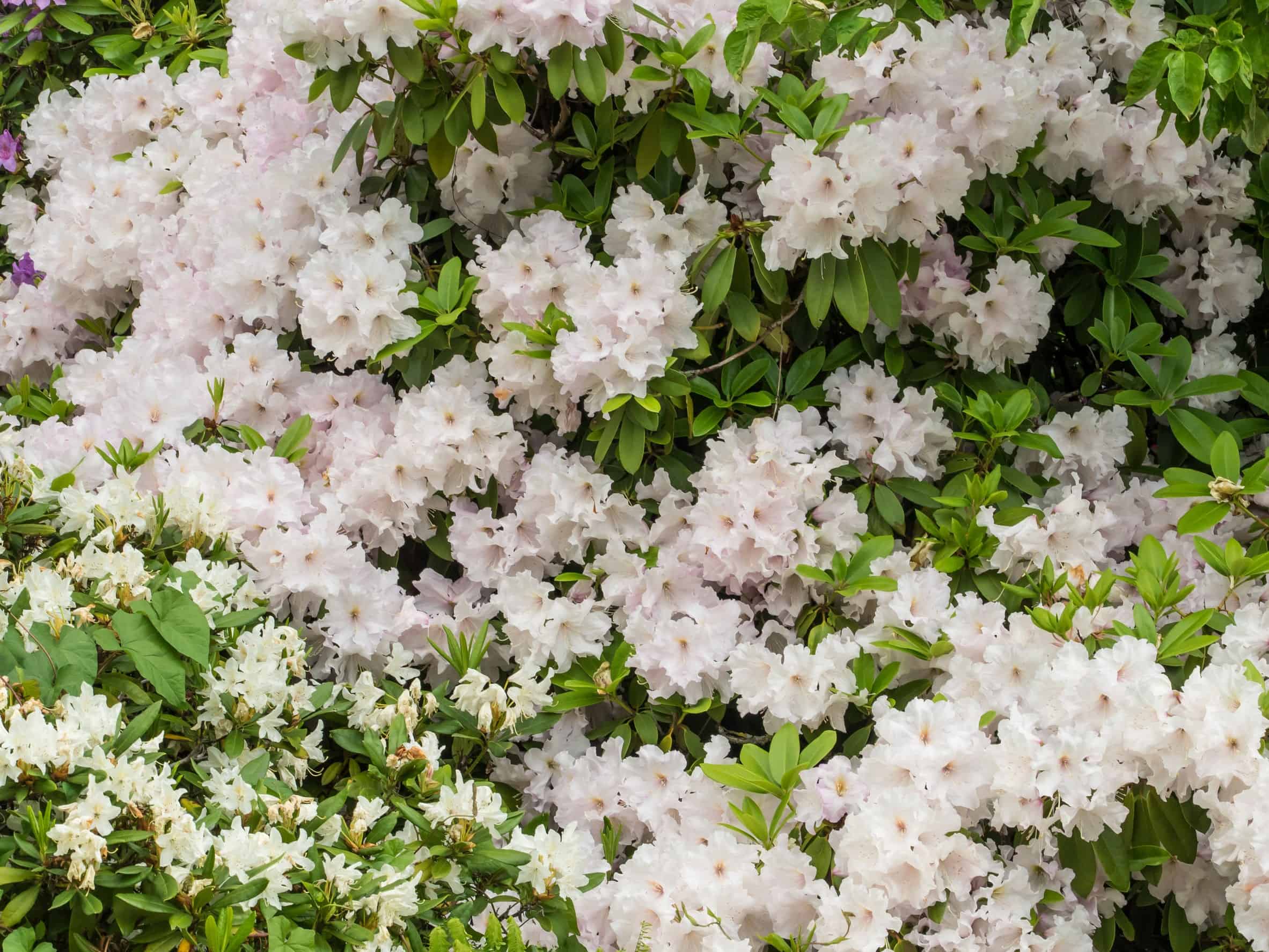 The flowers of the sweet azalea are toxic if consumed.