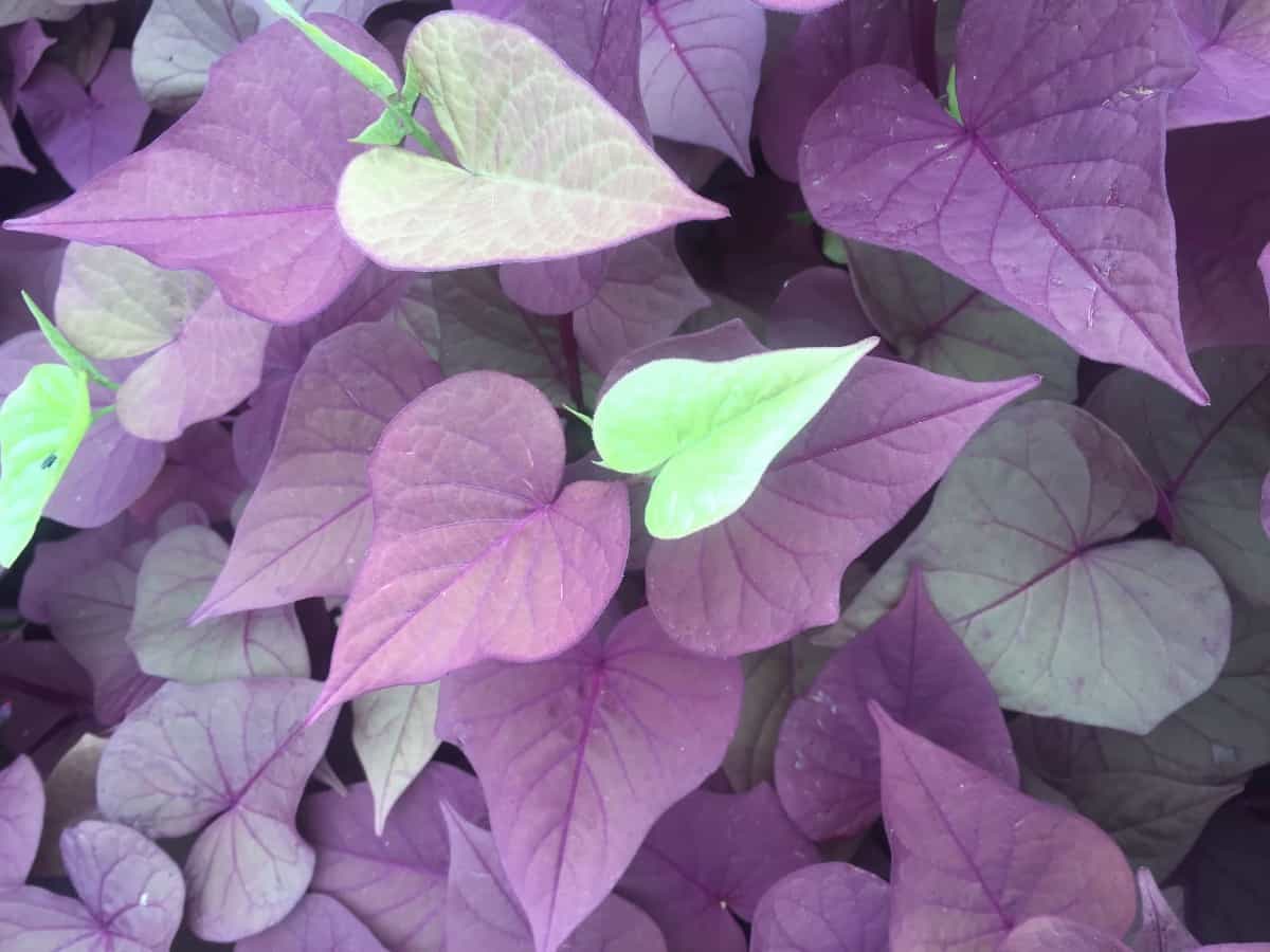 The sweet potato vine can trail as long as six feet.