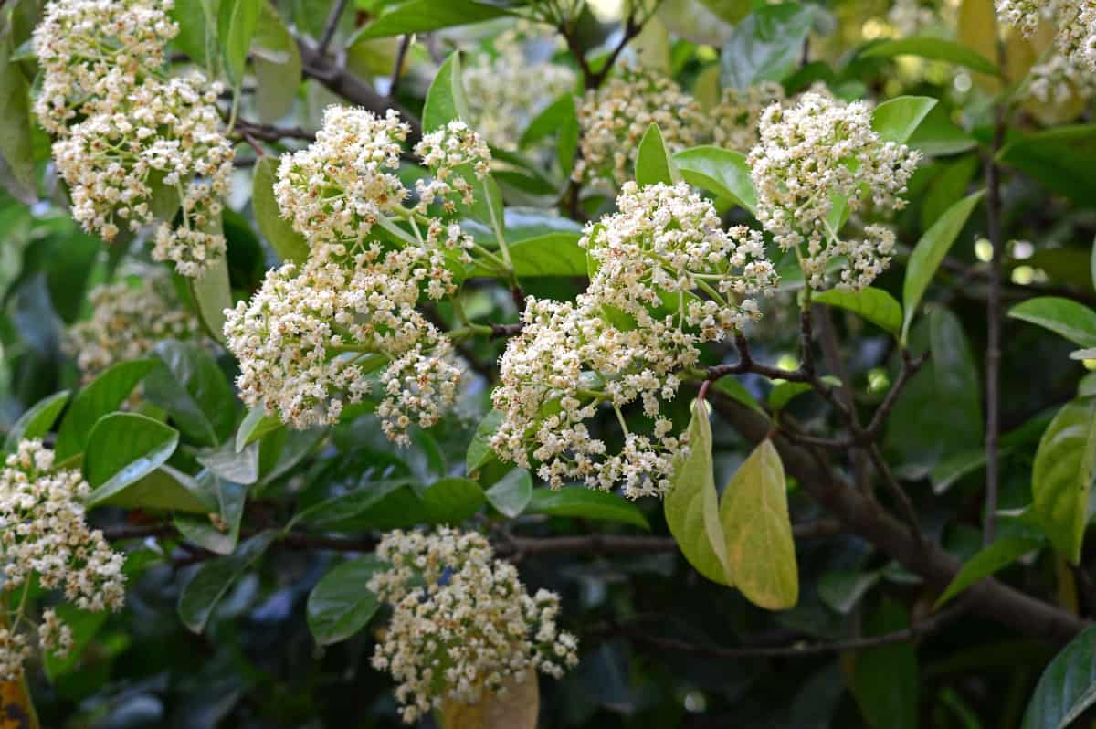 Sweet viburnum has tiny flowers that show up in late spring.