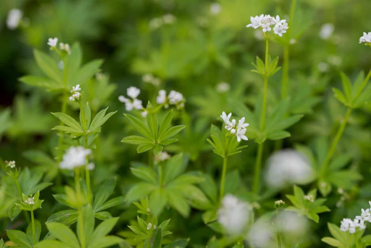 Sweet woodruff is a shade perennial that has a sweet fragrance.