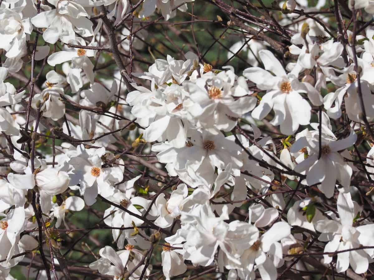 The sweetbay magnolia has creamy white flowers with a spicy fragrance.