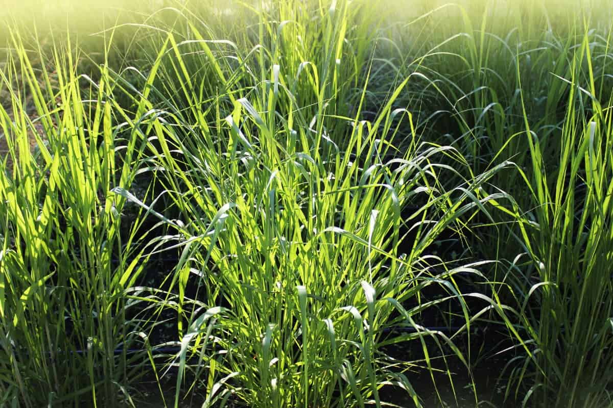 Switch grass is a small species with blue leaves and gold flowers.