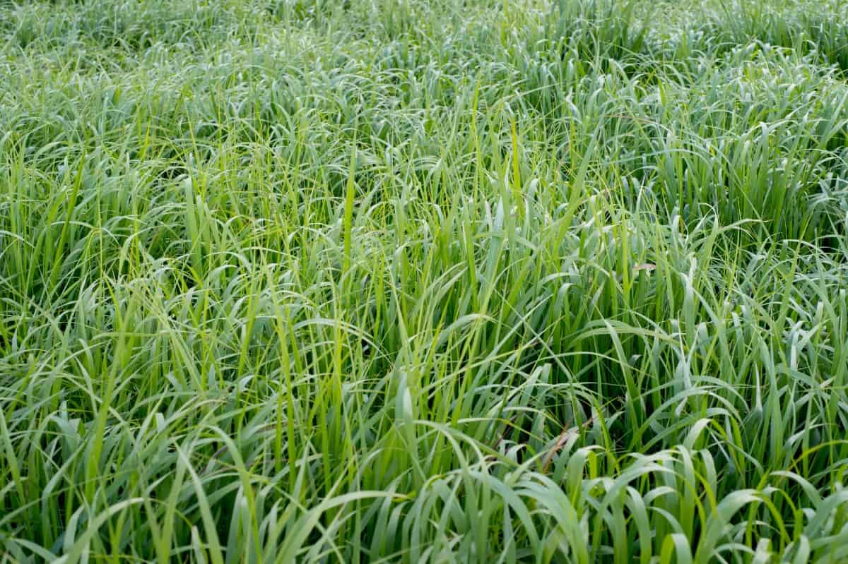 Switchgrass doesn't mind wet or dry soil.