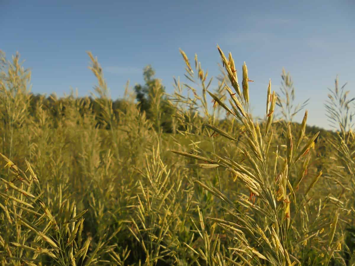 Tall fescue grows in clumps.