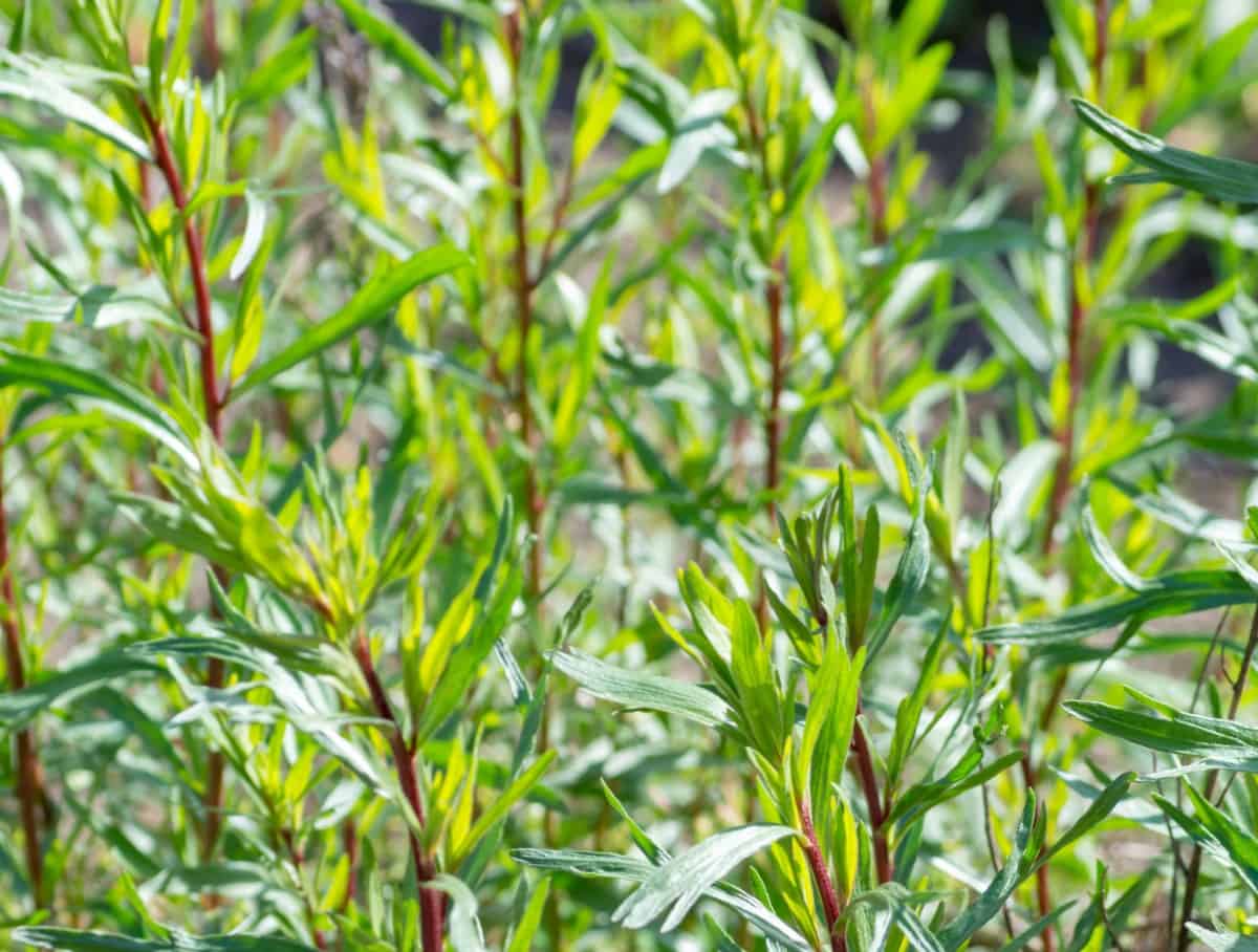 Tarragon is a member of the sunflower family.