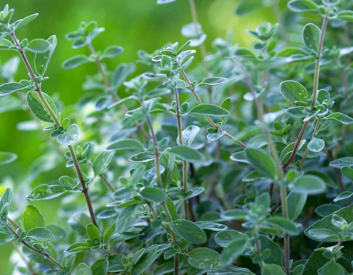 Thyme is easier to grow from cuttings than from seeds.