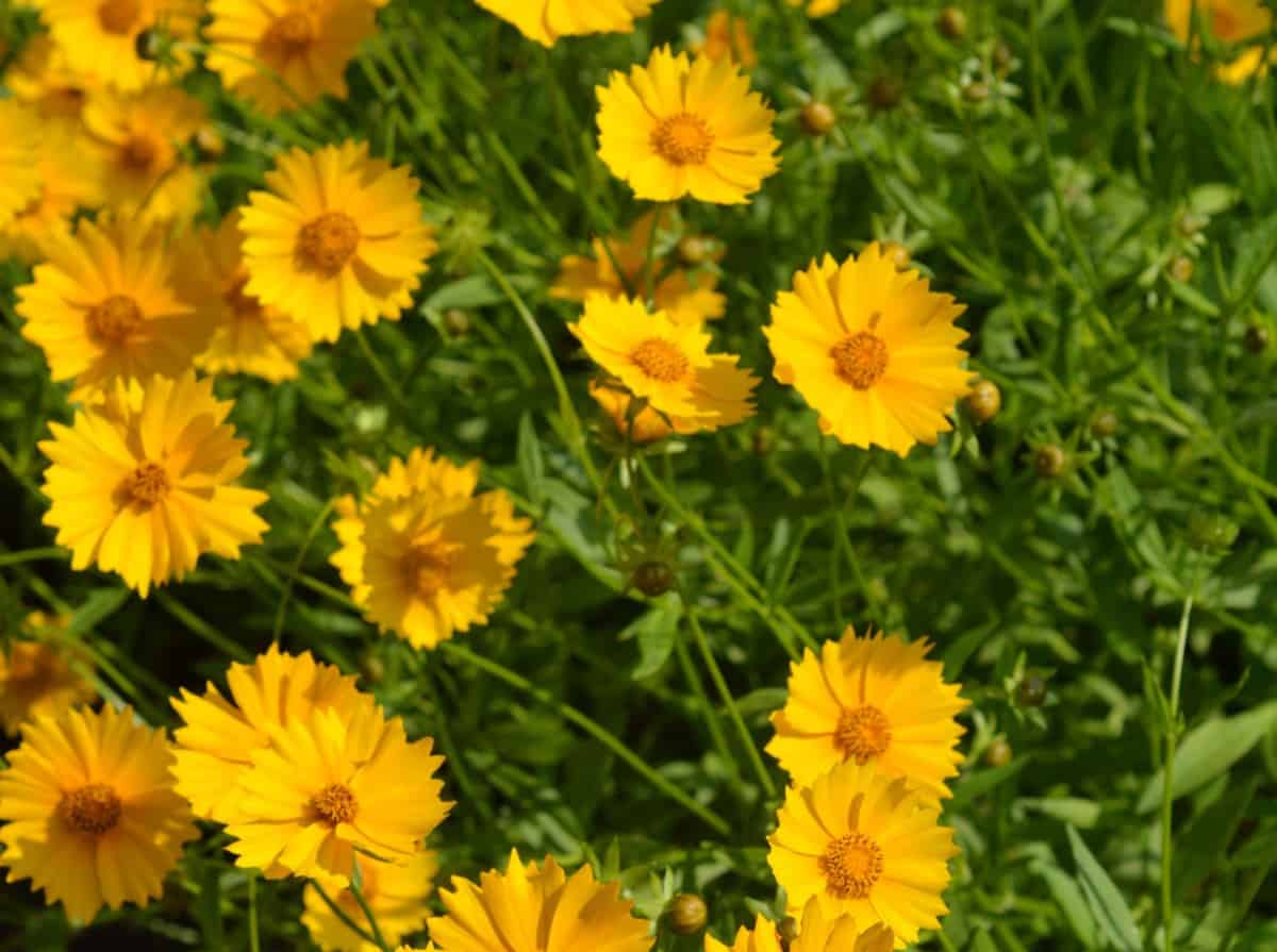 Tickseed is an annual that is low maintenance and drought tolerant.