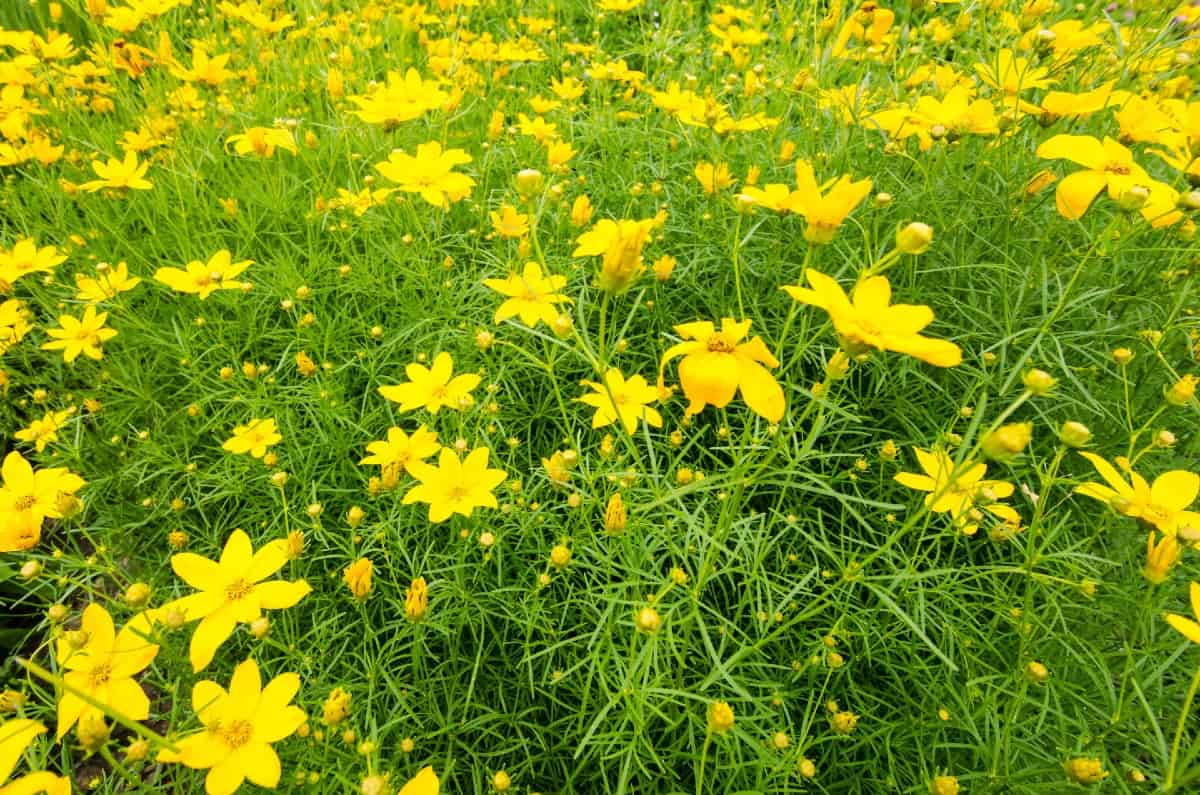 Tickseed gets its name because its seeds look like ticks.