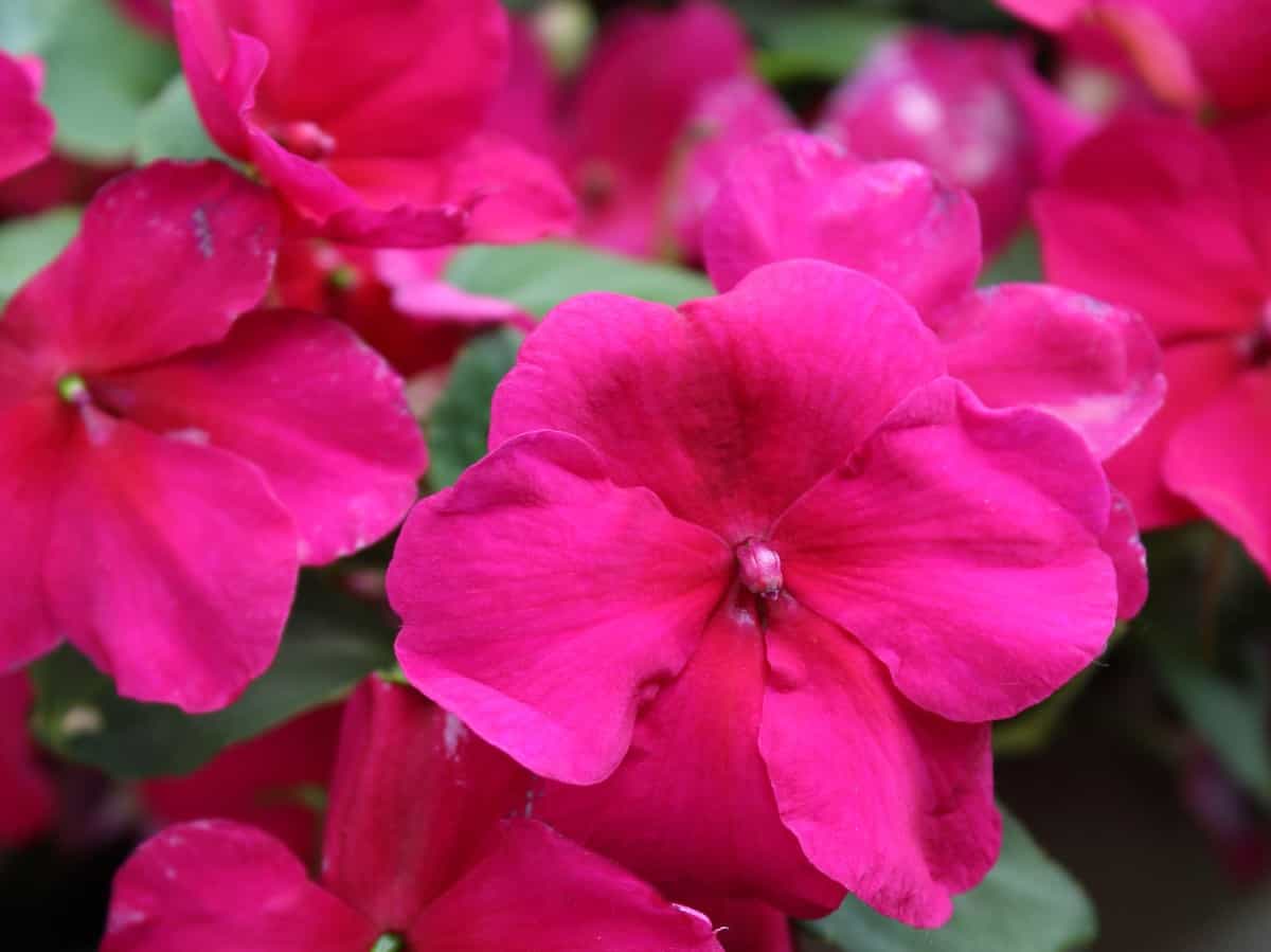 Touch-me-nots are annuals that are better known as impatiens plants.