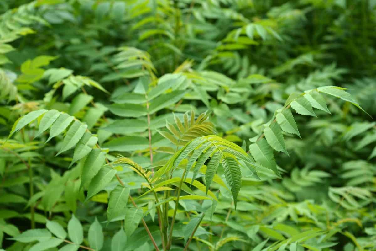 Tree of heaven is a fast-growing invasive species.