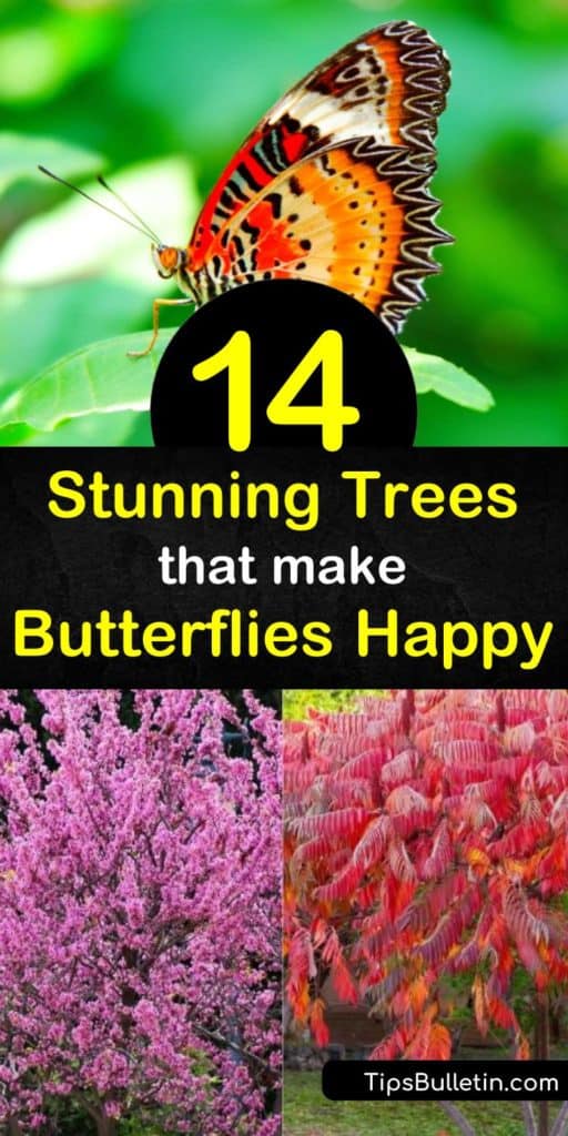 Draw butterflies to your yard by planting their favorite trees. Landscape with native plants such as spicebush, butterfly bush, dogwood, and black cherry trees to attract hairstreak, red-spotted purple, and mourning cloak butterflies. #treesforbutterflies #butterfly #trees #butterflies